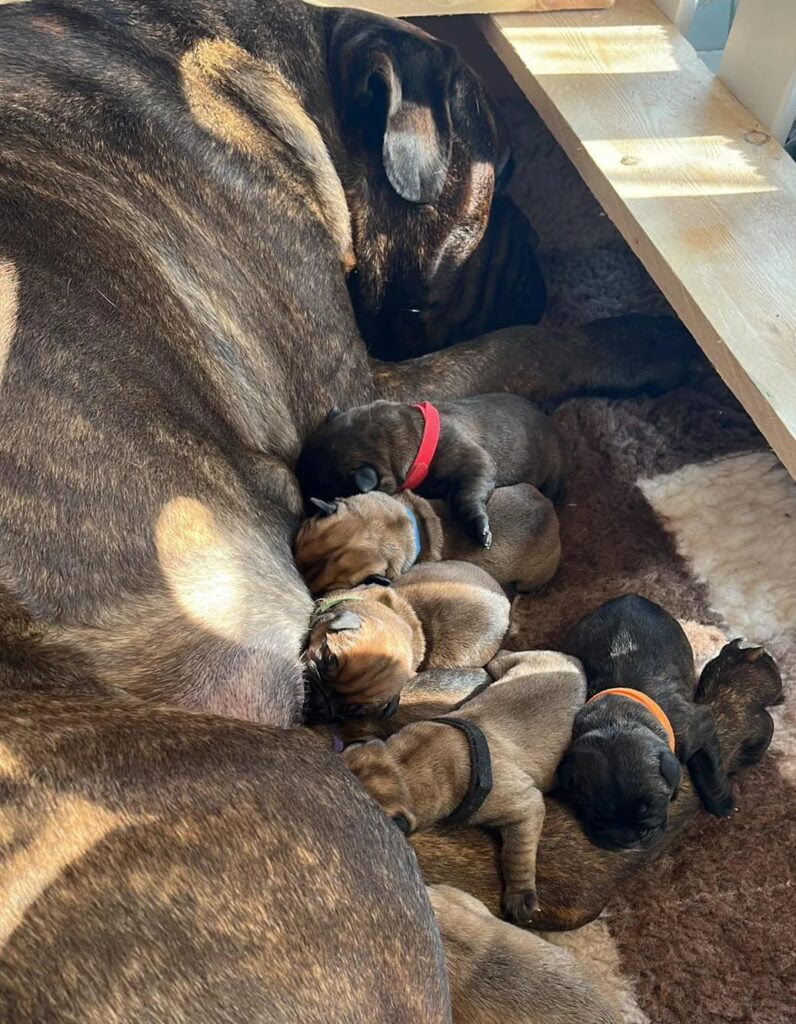 whelping box, puppies, bullmastiffs. dog bed