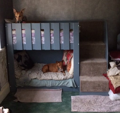 Dog Beds bunk bed. bespoke